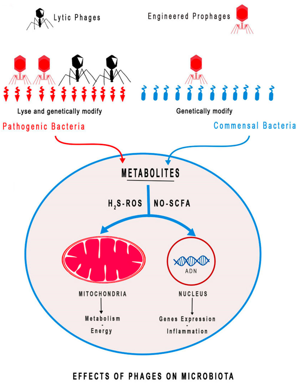 Microbiota and Phage Therapy - Marvin Edeas