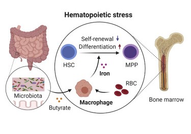 macrophage microbiota iron axis 1