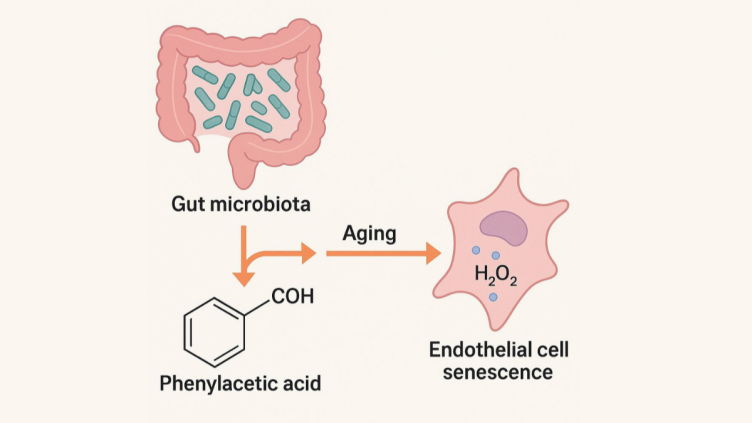 ism microbiota