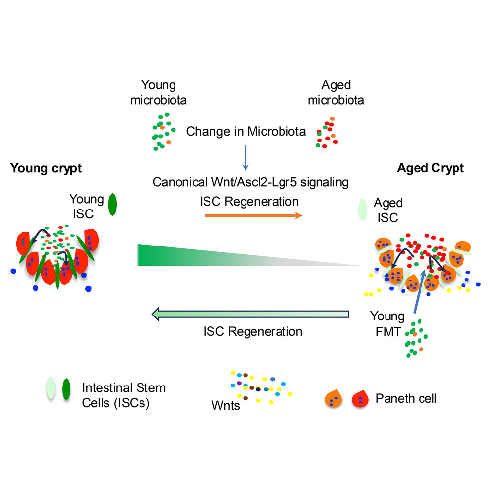 Microbiota Control Stem Cell Aging and Regeneration