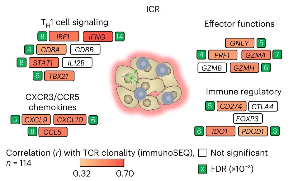 An integrated tumor immune and microbiome atlas of colon cancer