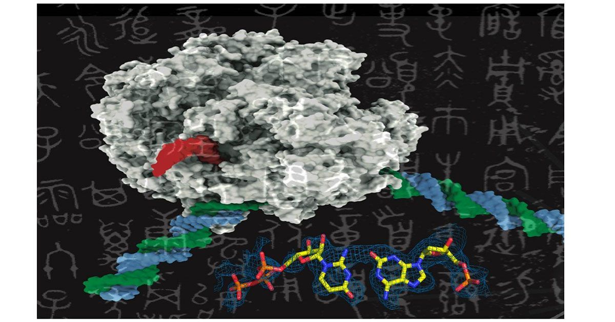 Artificial DNA Successfully Transcribed by Natural Enzyme