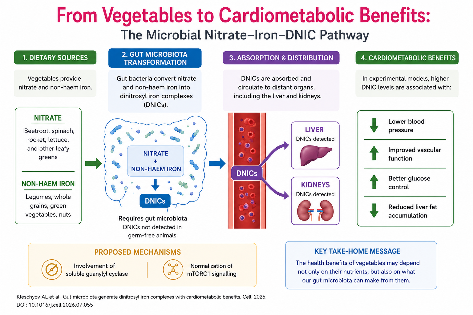 Could Gut Bacteria Explain Why Vegetables Protect the Heart