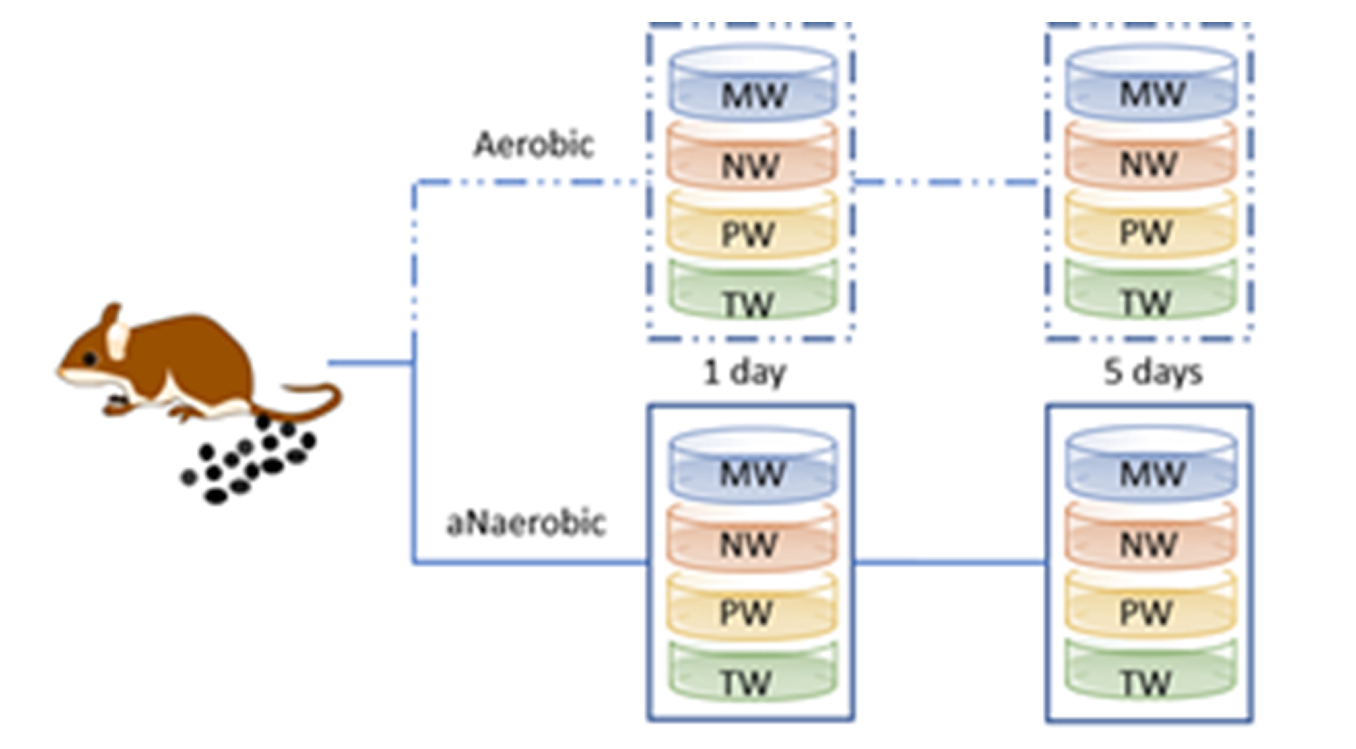 Fecal Microbiota