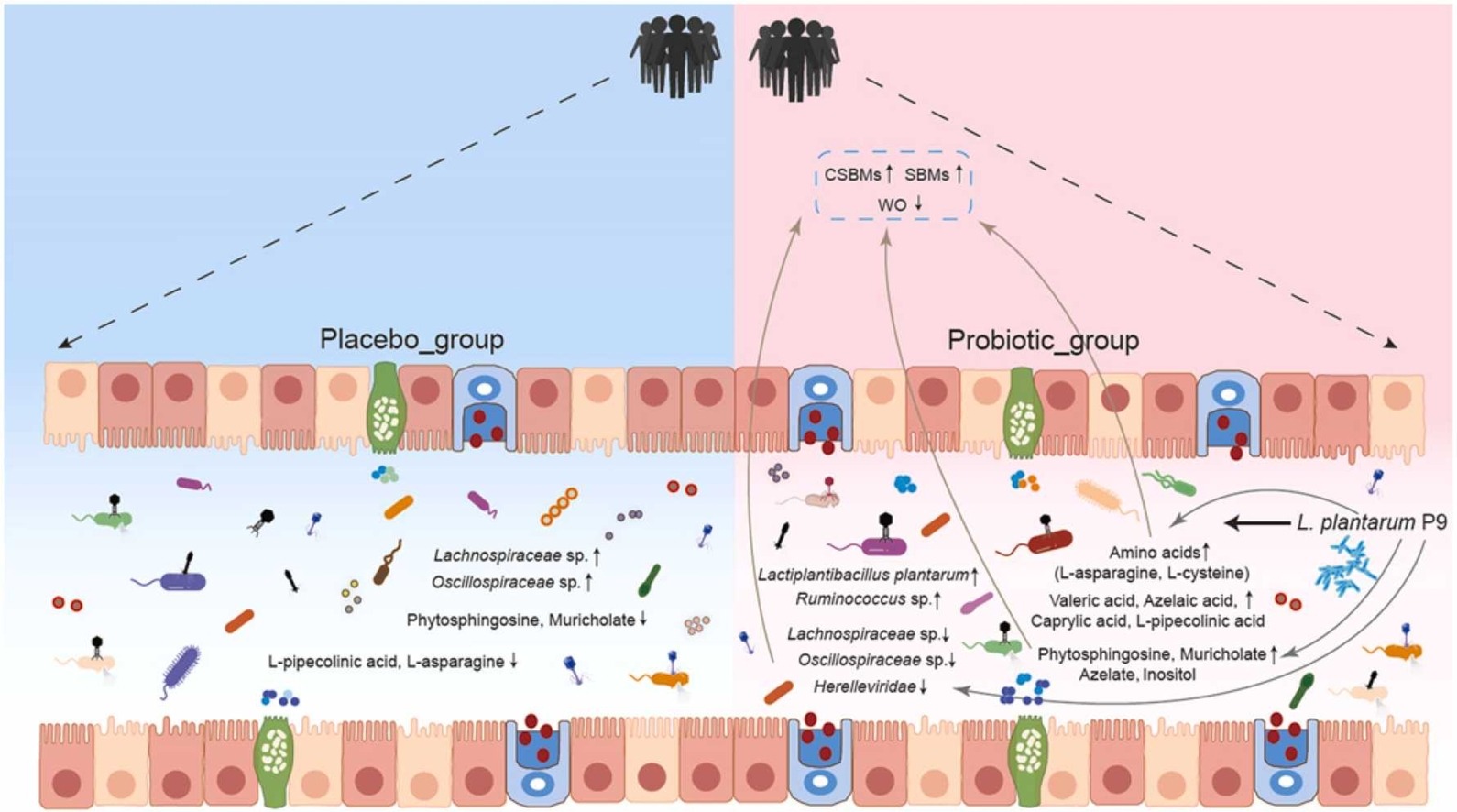 Graphical abstract