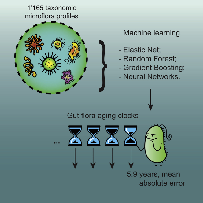 Graphical abstract longevity