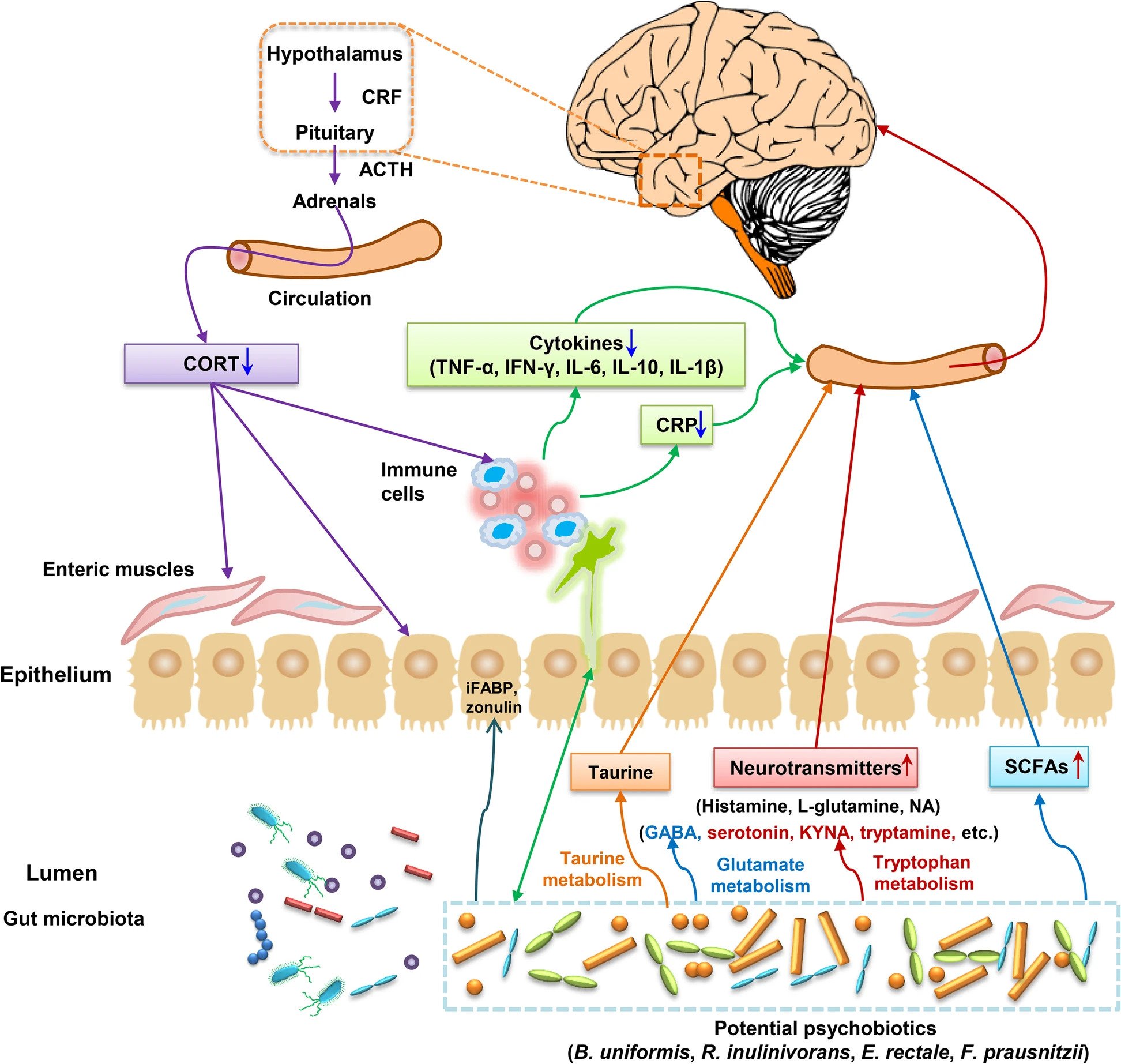 Positive mood related gut microbiota in a long term closed environment a multiomics study based on the Lunar Palace 365 experiment