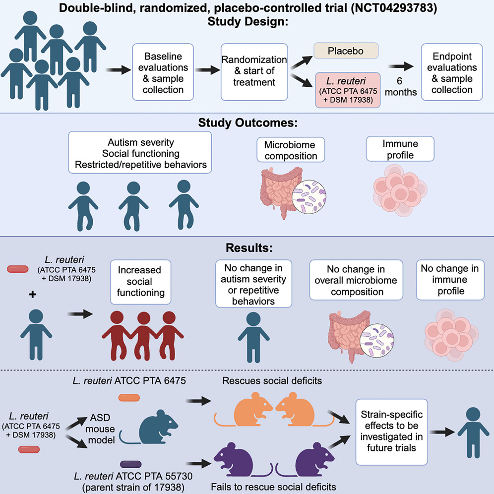 Precision microbial intervention improves social behavior but not autism severity