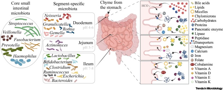 SIM and site of absorption of nutrients