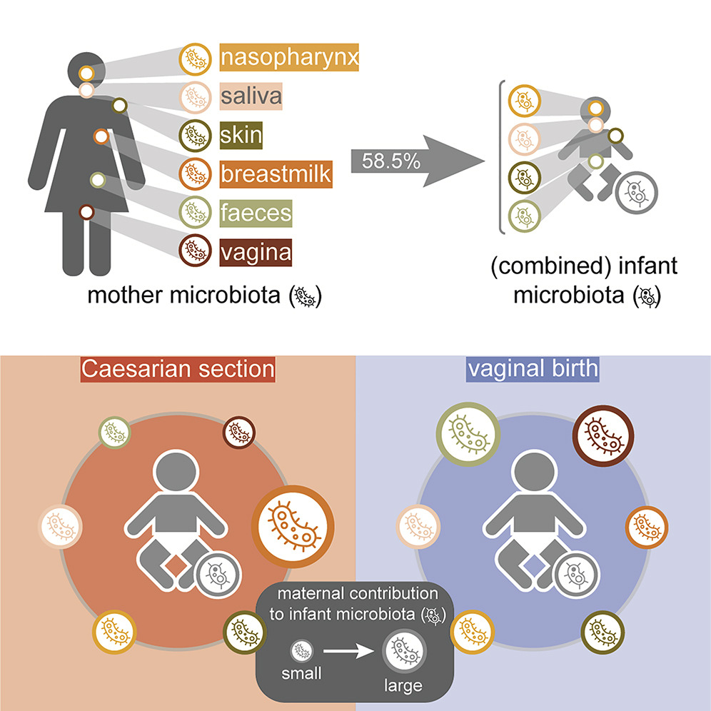 Whether born naturally or via cesarean section babies receive essential microbes from their mothers