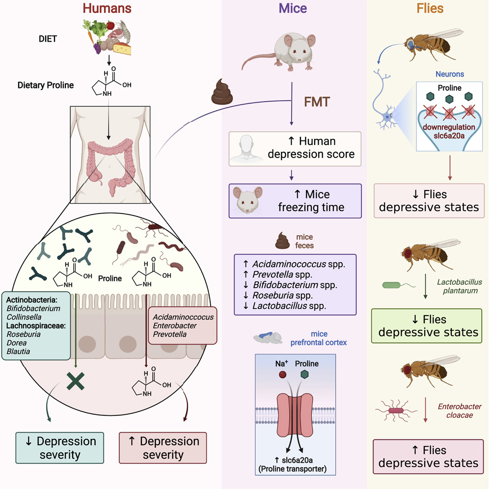 Revolutionizing Depression Treatment: The Critical Role of Dietary Proline Exposed