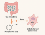 Aging from Within: Microbiota-Induced Vascular Senescence