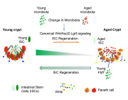 Microbiota Control Stem Cell Aging and Regeneration
