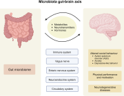 Gut-Brain Connection: Key Insights into Neurodegenerative Diseases