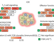 An integrated tumor, immune and microbiome atlas of colon cancer