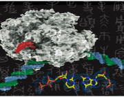 Synthetic Symphony: Scientists Evoke Artificial DNA Transcription with Natural Enzyme Expertise