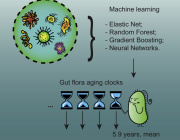Microbiome Study Reveals Accurate Aging Clock and Links Between Gut Microbes, AI, and Longevity