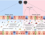 New Clinical Trial Reveals Lactiplantibacillus plantarum P9 Probiotics as Effective Treatment for Chronic Constipation