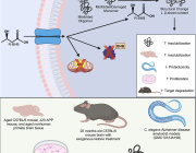Ketone Bodies: A Promising Link Between Metabolism, Mitochondrial Function, and Brain Health