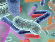 New Study Reveals Kidney Stone Formation Linked to Changes in Body's Microbiota