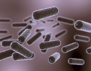Optimizing Garvicin Q Bacteriocin Production Using Corynebacterium glutamicum