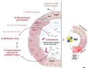 Possible Trigger of Crohn’s Disease Discovered: Dysfunctional Mitochondria Disrupt the Gut Microbiome