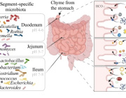 The Small Intestinal Microbiota: An Emerging Player in Gastrointestinal Health