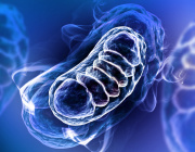 Single-Celled Gut Protists Flourish Without Mitochondria