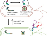 The Hidden Architects of the Gut: Phage-Bacteria Dynamics in Early Childhood Development