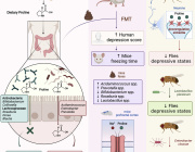 Revolutionizing Depression Treatment: The Critical Role of Dietary Proline Exposed