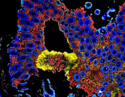 Gut Bacteria's Crucial Role in Stem Cell Transplants Revealed in New Study